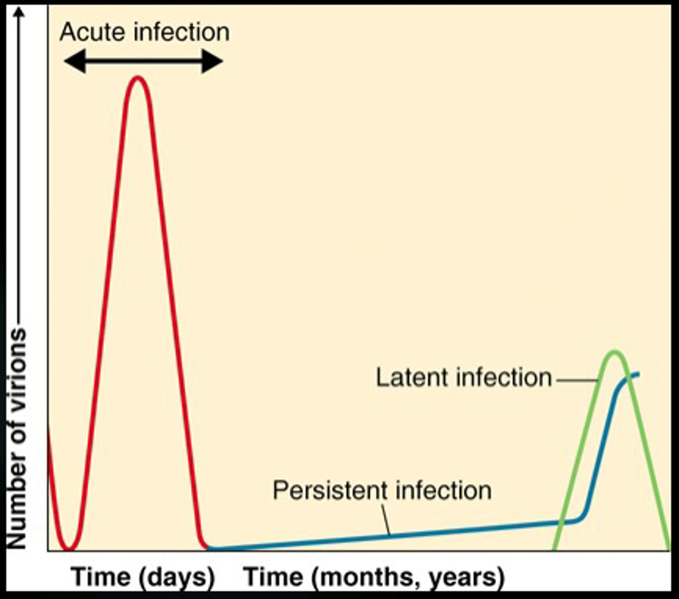 <p>slow release of virus without cell death (rare form of encephalitis)</p>