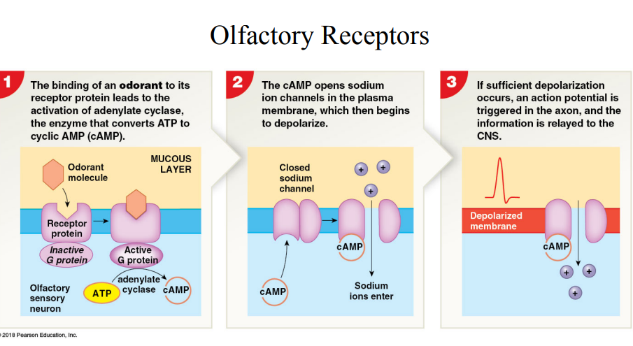 <p>receptor; receptors; receptors</p>