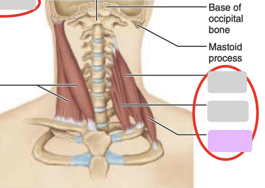 <p><span>Anterior neck (isolated)</span></p>