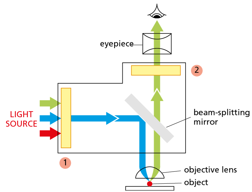 Instrument used to visualize a specimen that has been labeled with a fluorescent dye; samples are illuminated with a wavelength of light that excites the dye, causing it to fluoresce.
