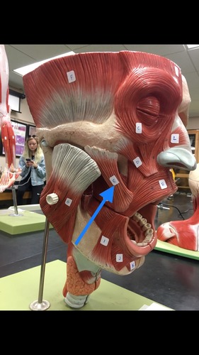 knowt flashcard image