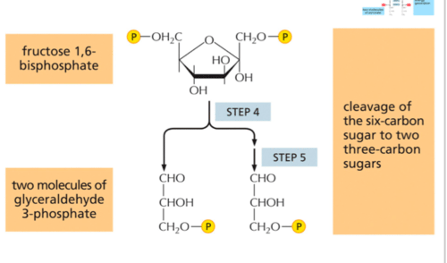 <p>The 2P sugar made in step 3 is now broken into TWO 3 carbon pieces = glyceraldehyde-3-phosphate (G3P)</p><p>Yes</p>