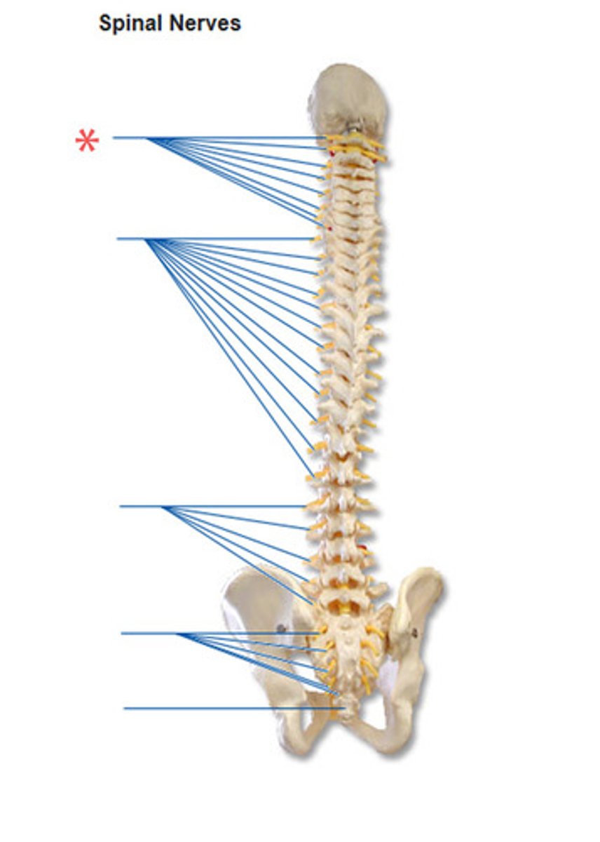 <p>How many pairs of cervical nerves are there?</p>