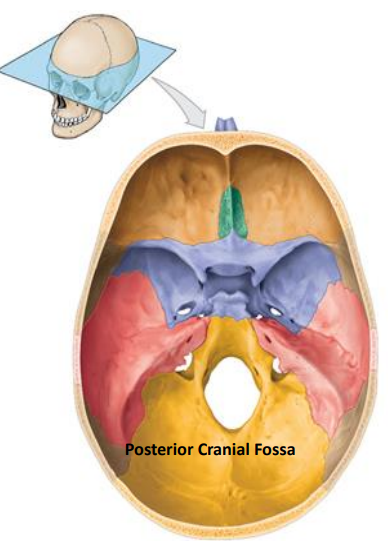 <p>Extends from the petrous parts of the temporal bones to the posterior skull surface</p><ul><li><p>Occipital</p></li><li><p>Part of Temporal</p></li><li><p>Part of Parietal</p></li></ul><p>Contains</p><ul><li><p>Occipital lobes</p></li><li><p>Cerebellum</p></li><li><p>Brain stem (pon and medulla)</p></li></ul>