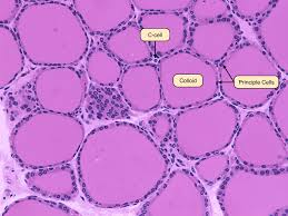 <p>Ductless gland that releases hormones into the bloodstream.</p>
