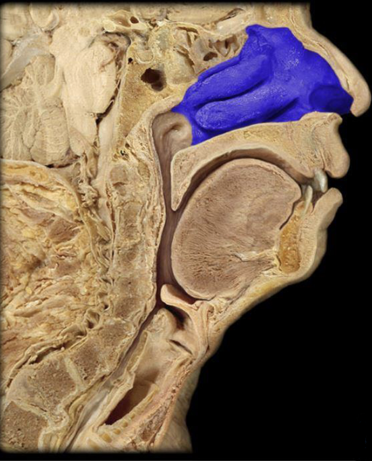 What structure is highlighted in blue?