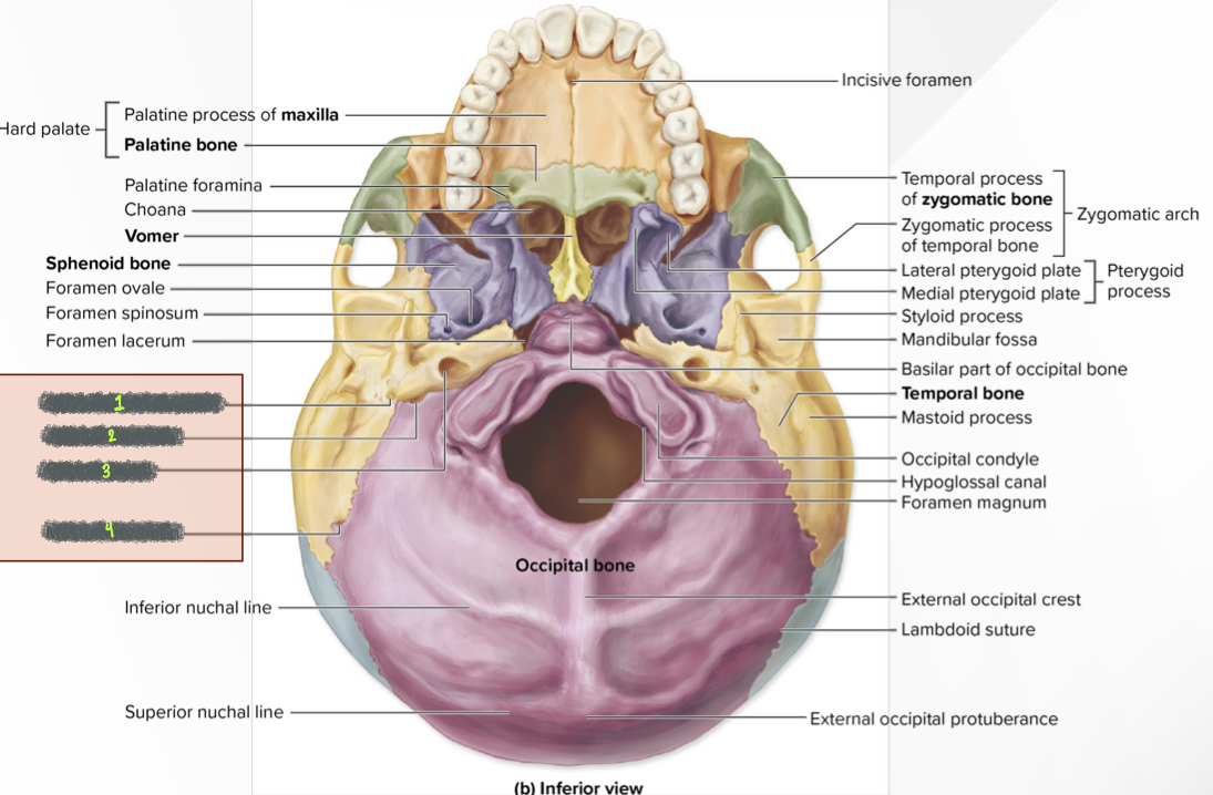 What structure is 4?