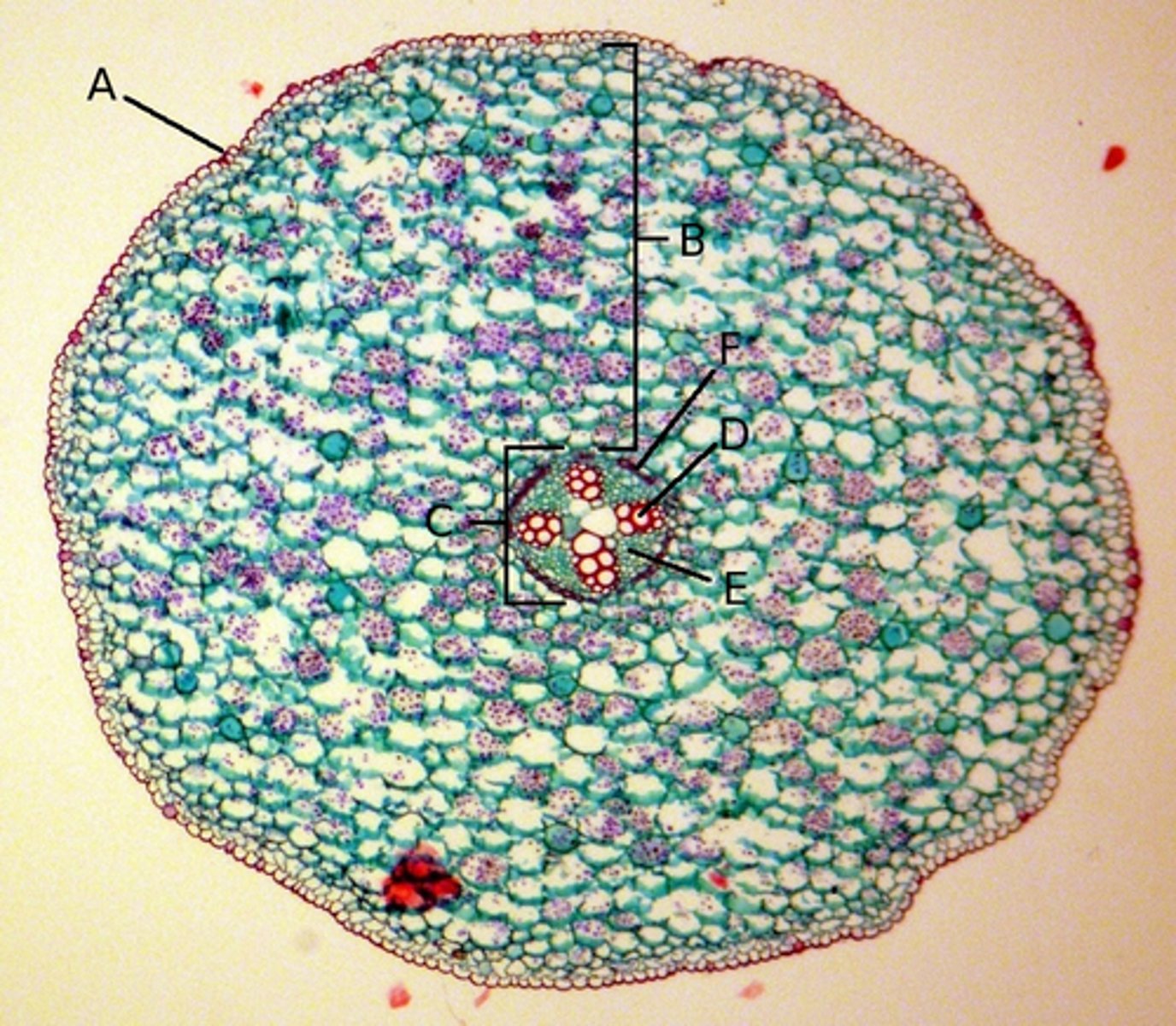 <p>This cross section is of what part of a dicot plant?</p>
