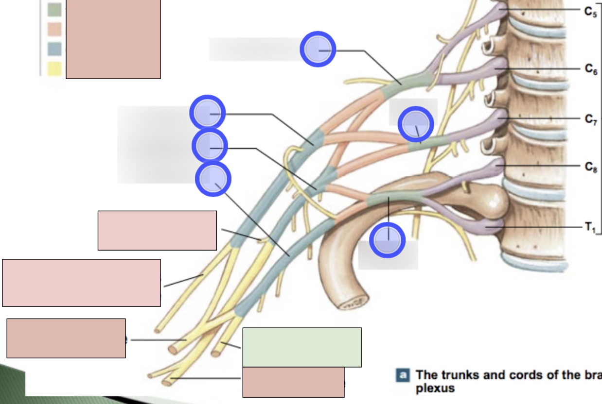 <p><span style="background-color: transparent;"><span>C8-T1, motor for flexor carpi ulnaris, ulnar half of of flexor digitorum profundus, adductor pollicis, and small digital muscle through deep branch; sensory from skin over medial surface of the hand through the superficial branch; roots from medial cord</span></span></p>