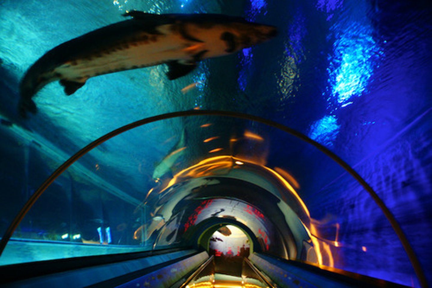 <p>a glass tank or bowl in which fish or other aquatic animals live</p>