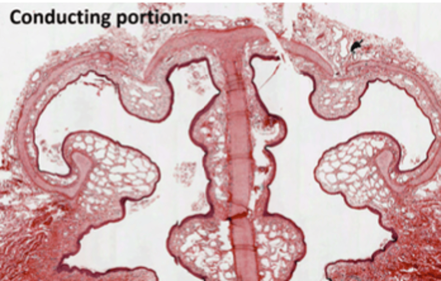 <p>Along the whole respiratory epithelium, down til the point where they begin to be replaced by Clara cells, EXCEPT in olfactory epithelium. </p>