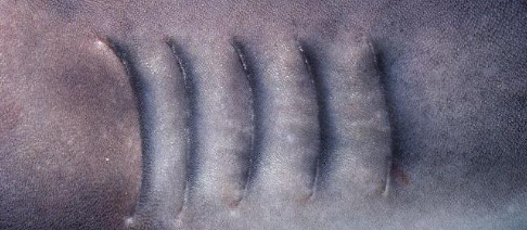 <p>Present all along the interbranchial septum (gills go all the way to the outside)</p>