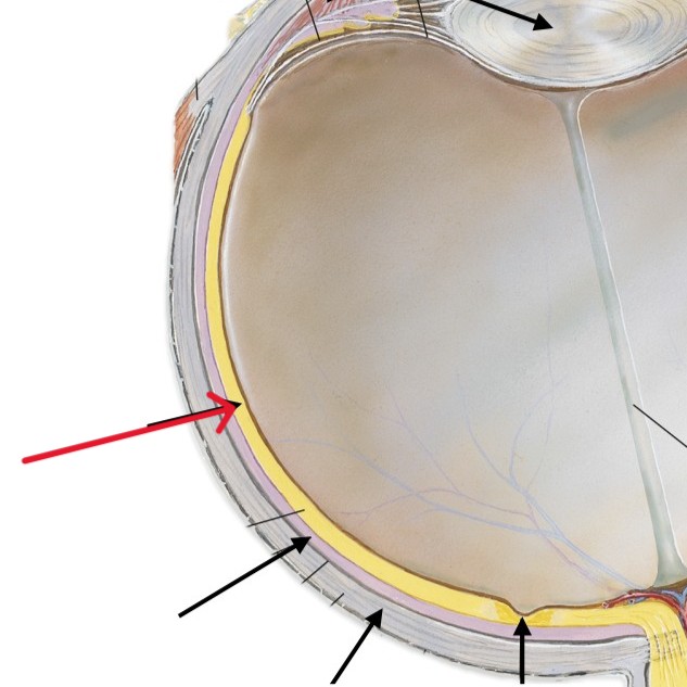 <p>Which part of the eye is:</p><ul><li><p>Back tissue lining of eye</p></li><li><p>Receive image</p></li></ul><p></p>