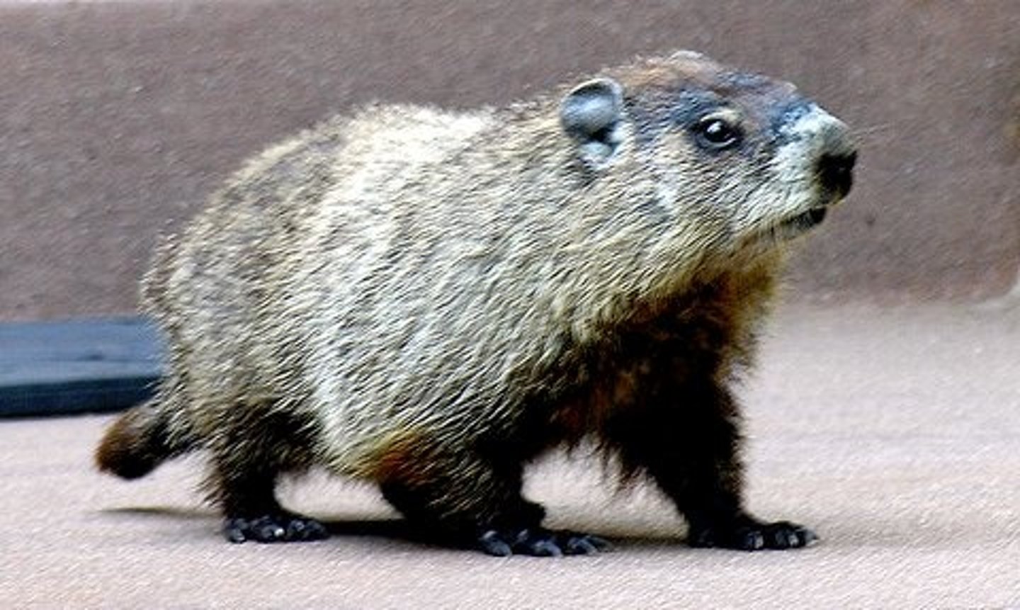 <p>Marmota monax</p>