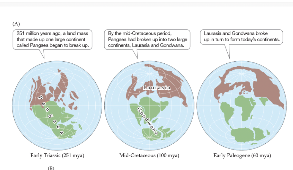<p>Figure 18.11- The Positions of Continents and Oceans Have Changed over Geologic Time</p><p>Early Paleogene Period (60 mya)</p>
