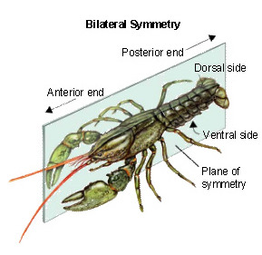 bilateral symmetry