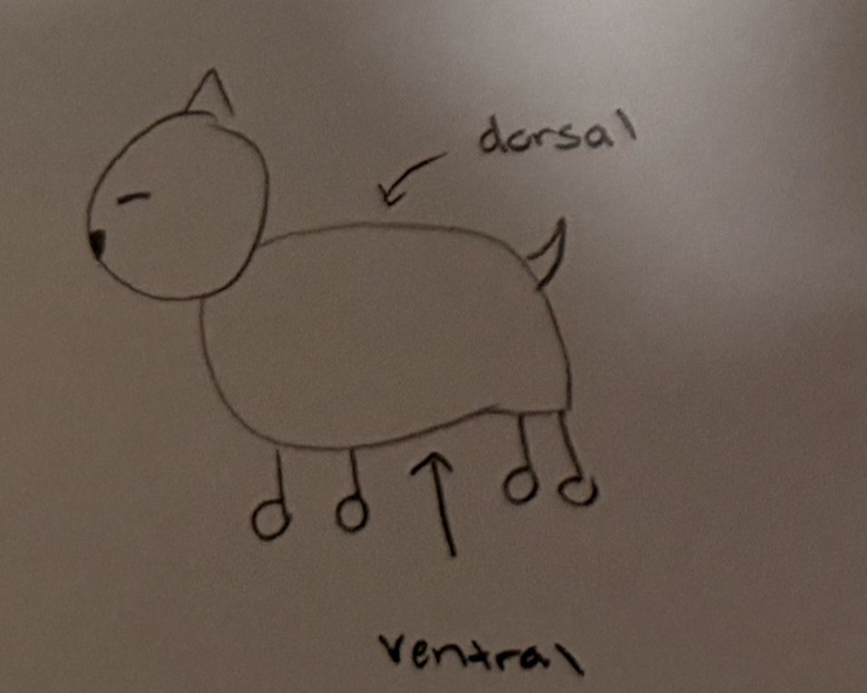 <p>pertaining to the back (quadrupeds)</p>