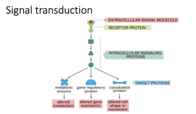 <ul><li><p>Explain how deregulated receptor function contributes to cancer.</p></li></ul><p>What types of genes are proto-oncogenes?</p>
