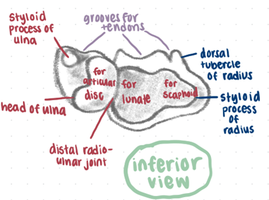 inferior view of radius and ulna