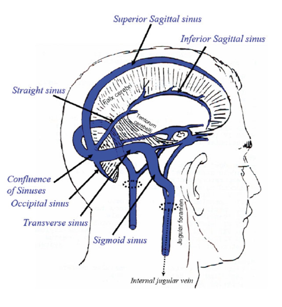 <p>confluence of sinuses</p>