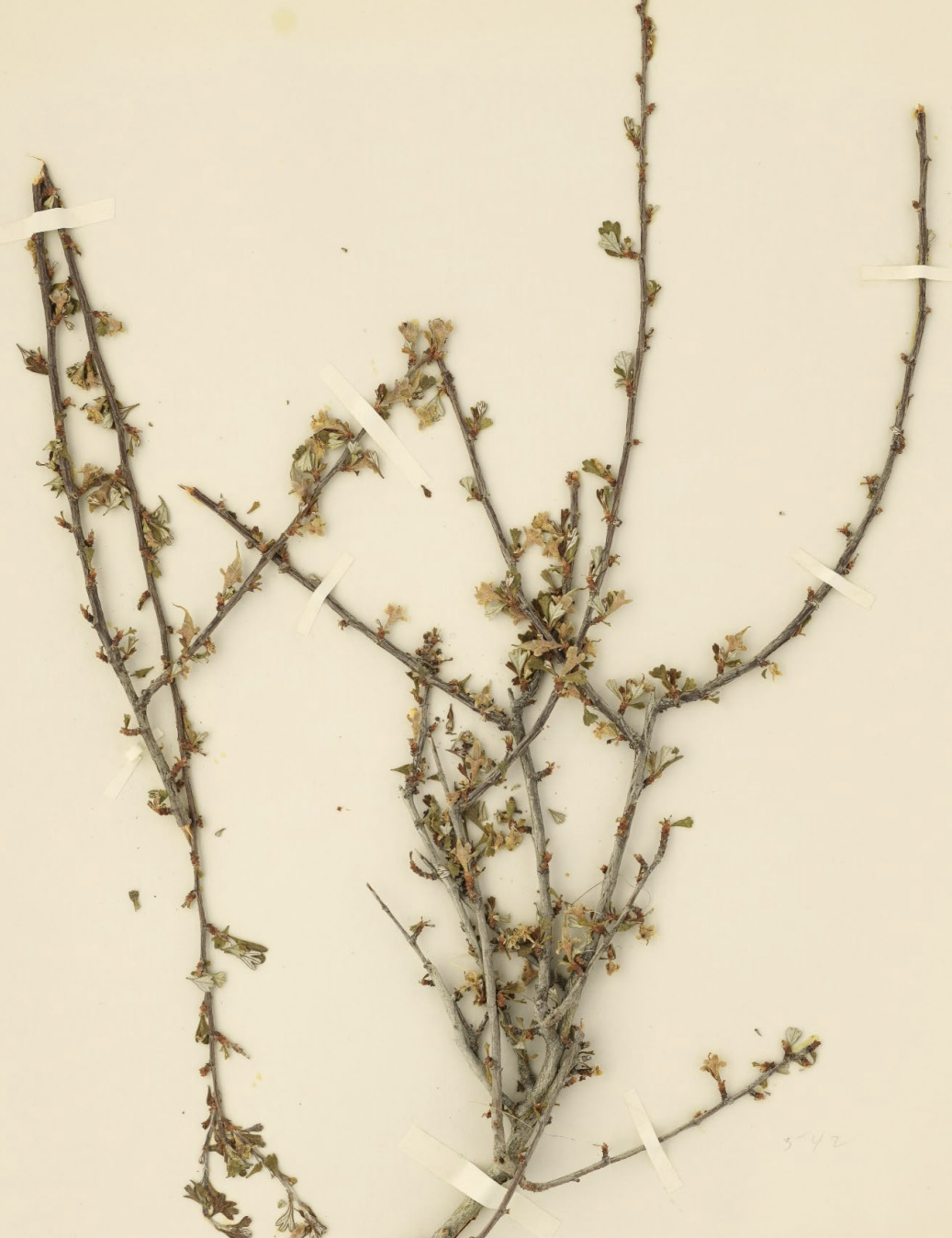 <p>What is this plant’s scientific name?</p>