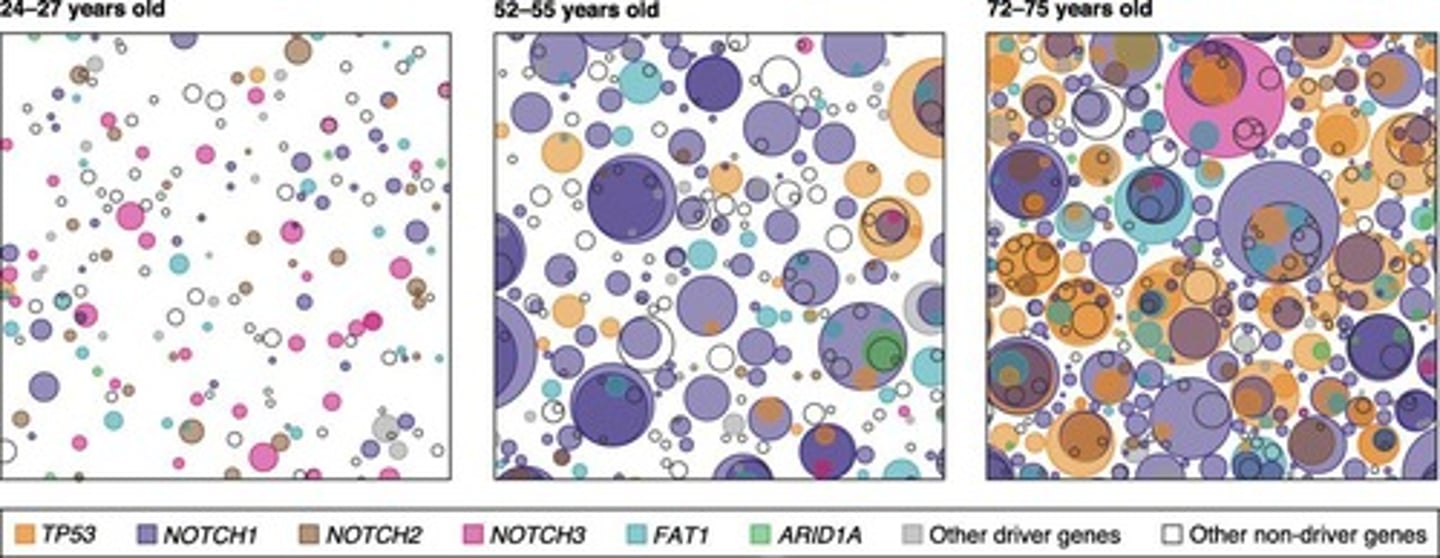 <p>Cancer risk increases with age due to the accumulation of somatic mutations.</p>