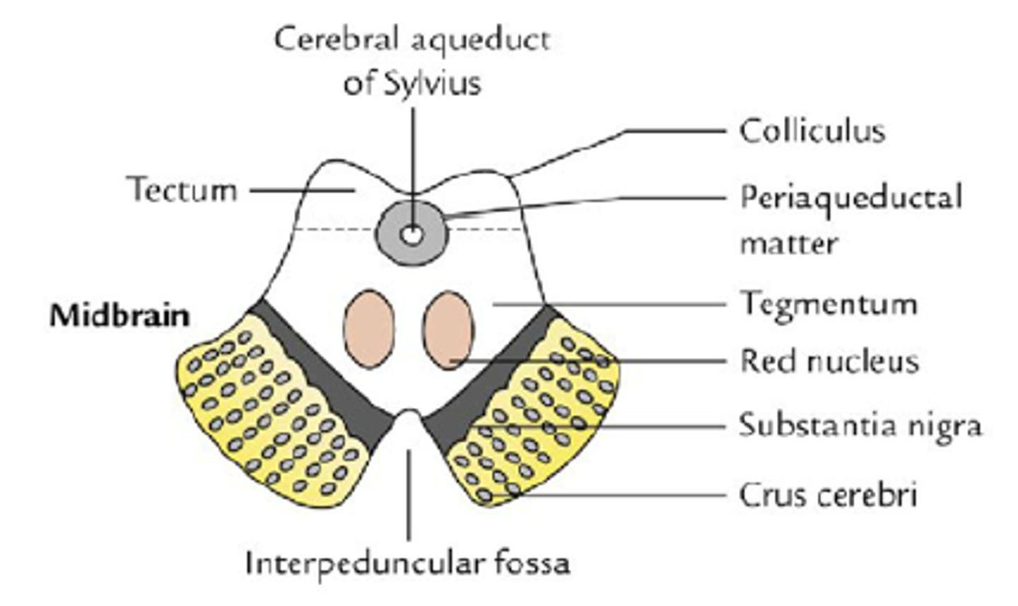 <p>- powierzchnię podstawną śródmózgowia</p><p>- dół międzykonarowy, istota dziurkowana tylna, przechodzą tędy naczynia tętnicze</p>