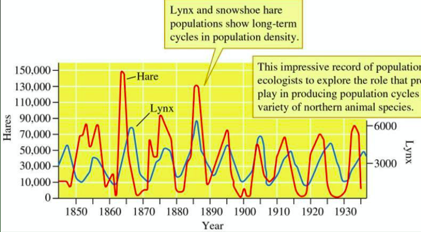 <p>Decline in prey, reduces predators who then reduces prey even further until they starve</p>
