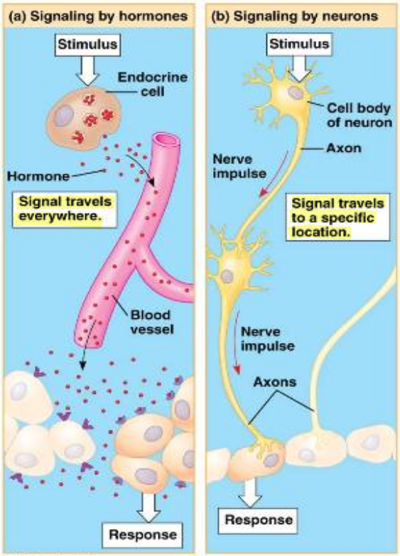 <ul><li><p>Reflex control can be done by one system or both</p></li><li><p>Nervous &amp; endocrine systems often overlap (neuroendocrine)</p></li></ul><p><strong>Specificity</strong></p><ul><li><p>Nervous system:</p><ul><li><p>Each neuron has a specific target cell</p></li></ul></li><li><p>Endocrine system:</p><ul><li><p>Chemical messengers reach many cells through the blood (moves around the whole body)</p></li><li><p>Receptors determine response</p></li><li><p>Several tissues can respond to the same hormone</p></li></ul></li></ul><p><strong>Nature of the signal</strong></p><ul><li><p>Nervous system:</p><ul><li><p>Electrical (neurons) &amp; chemical (neurotransmitters)</p></li></ul></li><li><p>Endocrine system:</p><ul><li><p>Purely chemical (hormones) &amp; larger</p></li></ul></li></ul><p><strong>Speed</strong>:</p><ul><li><p>Nervous system:</p><ul><li><p>Very fast (electrical signals up to 120m/sec)</p></li></ul></li><li><p>Endocrine system:</p><ul><li><p>Slower</p></li><li><p>Requires distribution through circulatory system and diffusion from capillaries to receptors</p></li></ul></li></ul><p><strong>Duration of Action</strong></p><ul><li><p>Nervous system:</p><ul><li><p>Relatively short</p></li><li><p>Neurotransmitters rapidly removed from vicinity of action</p></li><li><p>Sustained response requires multiple neural signals</p></li></ul></li><li><p>Endocrine system:</p><ul><li><p>Last longer</p></li><li><p>Controls “longer” processes like metabolism and reproduction</p></li></ul></li></ul><p><strong>Coding&nbsp;for&nbsp;Stimulus&nbsp;Intensity</strong></p><ul><li><p>Nervous system:</p><ul><li><p>Signal strength is constant</p></li><li><p>Intensity of response depends on signal frequency</p></li><li><p>There’s always a space between responses (gives the cell a rest)</p></li></ul></li><li><p>Endocrine system</p><ul><li><p>Stimulus intensity is proportional to hormone release</p></li></ul></li></ul><p></p>