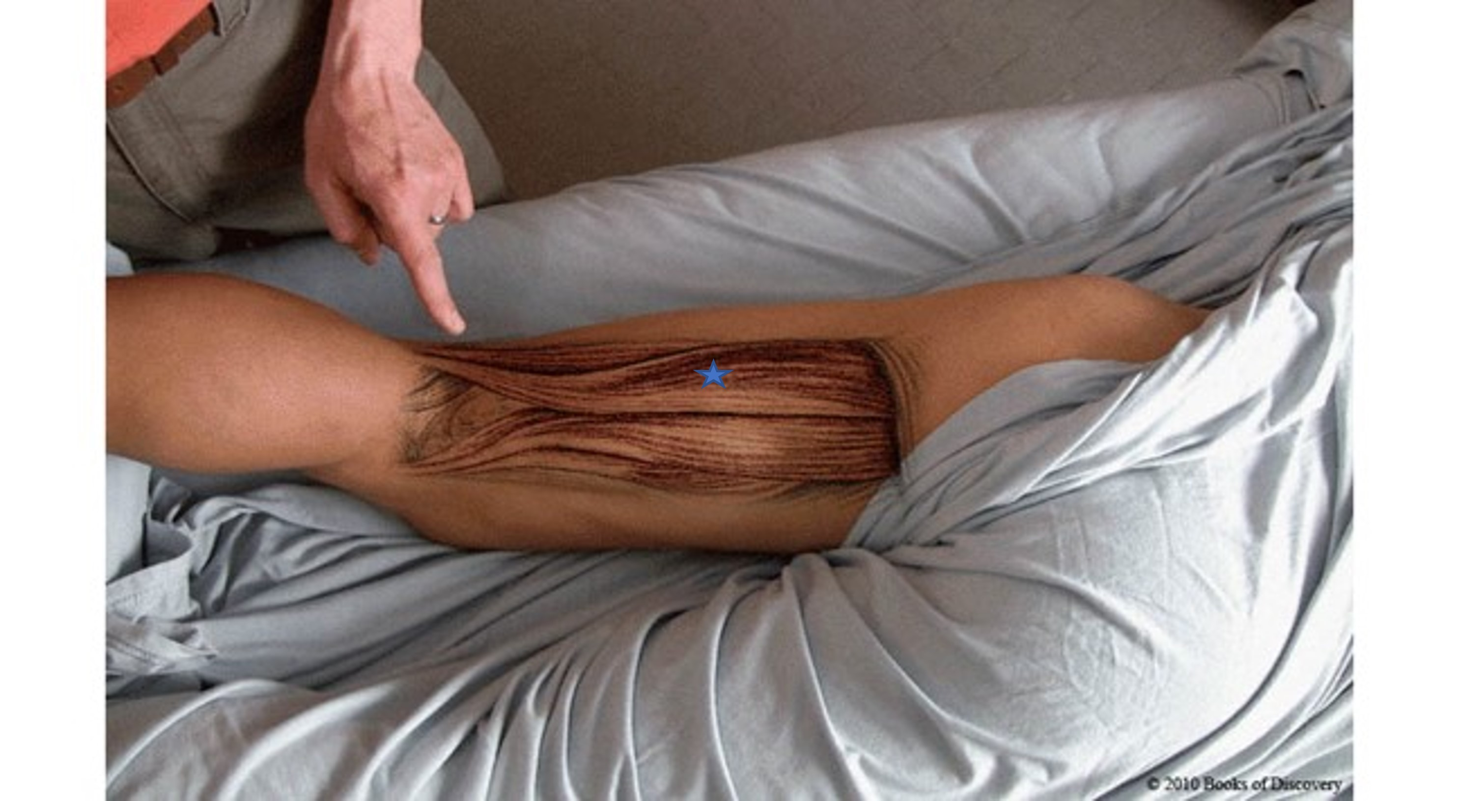 <p><span>From the list of muscles and actions below, identify the "starred" muscle and its primary actions. NOTE: There are several primary actions...do not choose actions where the muscle assists.</span></p><p>A) <span><span>Hip flexion</span></span></p><p><span><span>B) Hip extension</span></span></p><p><span><span>C) Semitendinosus</span></span></p><p><span><span>D) Long head of biceps femoris</span></span></p><p><span><span>E) Lateral rotation of the flexed knee</span></span></p><p><span><span>F) Knee extension</span></span></p><p><span><span>G) Short head of biceps femoris</span></span></p><p><span><span>H) Medial rotation of flexed knee</span></span></p><p><span><span>I) Semimembranosus</span></span></p><p><span><span>J) Knee flexion</span></span></p>