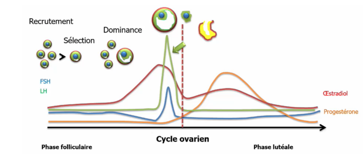 <p>Si le <strong>corps jaune est non maintenu</strong> (pas de grossesse), il va <strong>dégénérer</strong> engendrant une <strong>chute des hormones ovariennes</strong> et une <strong>remontée de la FSH</strong>. Cette synthèse hormonale ovarienne à des répercussions sur la muqueuse de l’utérus et est donc directement lié au cycle menstruel.</p>