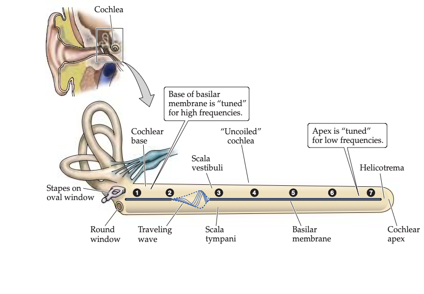 <ul><li><p>systematic organisation of sound frequencies along the cochlea in the auditory cortex</p></li><li><p>Different spatial regions respond best to different frequencies of sound</p></li><li><p>In the cochlea </p><ul><li><p>The base is sensitive to high frequency sounds</p></li><li><p>The apex is sensitive to high frequency sounds</p></li><li><p>This is for frequency distinguation </p></li></ul></li></ul><p></p>
