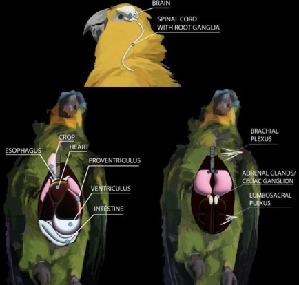 <p>What avian virus causes PDD, and affects psittacines? It is an RNA virus, is transmitted fecal-oral and possibly vertical, and causes lymphoplasmocytic ganglionueritis, causing progressive destruction of the brain, spinal cord, and peripheral nerves. The nerves of the GIT are most commonly affected, especially in the esophagus, crop, proventriculus, and ventriculus, leading to impairment of peristaltic function and food accumulation in the proventriculus and crop.</p>