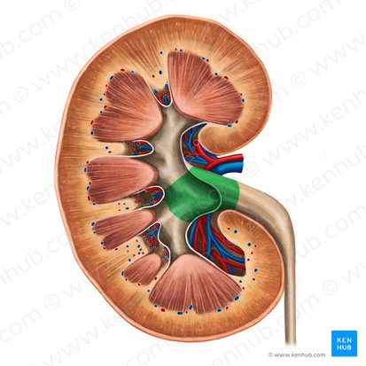 <p><strong>A:</strong> The renal pelvis, which funnels urine into the ureter via peristalsis.</p>