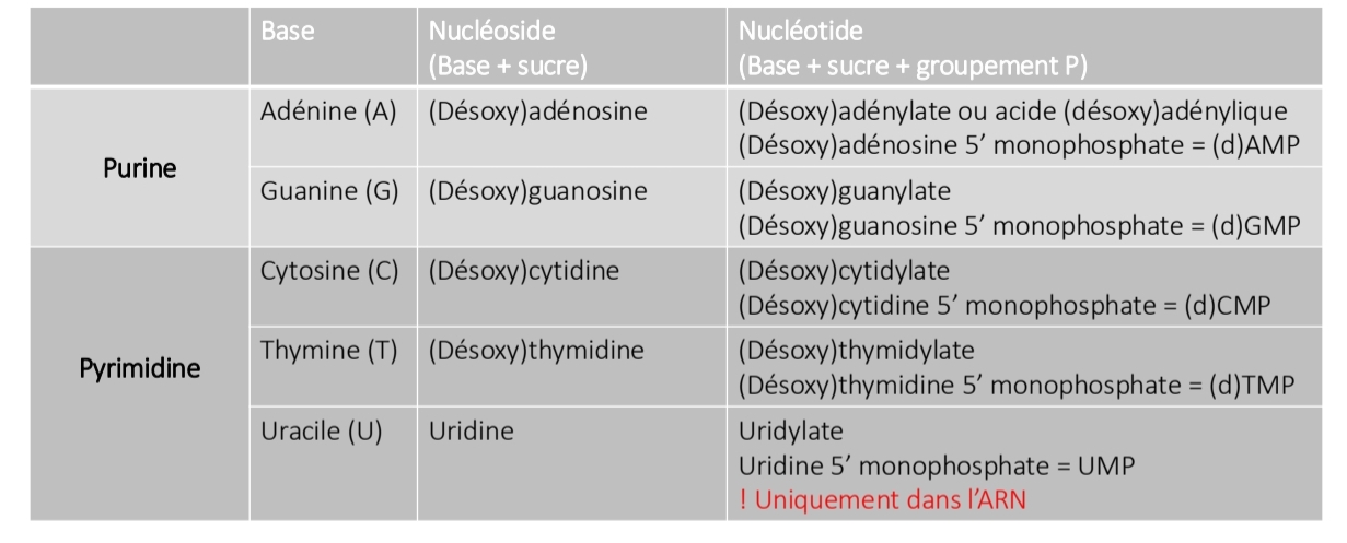 <p>Base + pentose<br>Liaison N-glycosidique</p><p class="has-focus">vs</p><p class="has-focus">Nucléoside + phosphate<br>Liaison phosphoester</p>