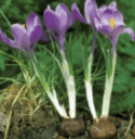 <p>what is the stem modification</p>