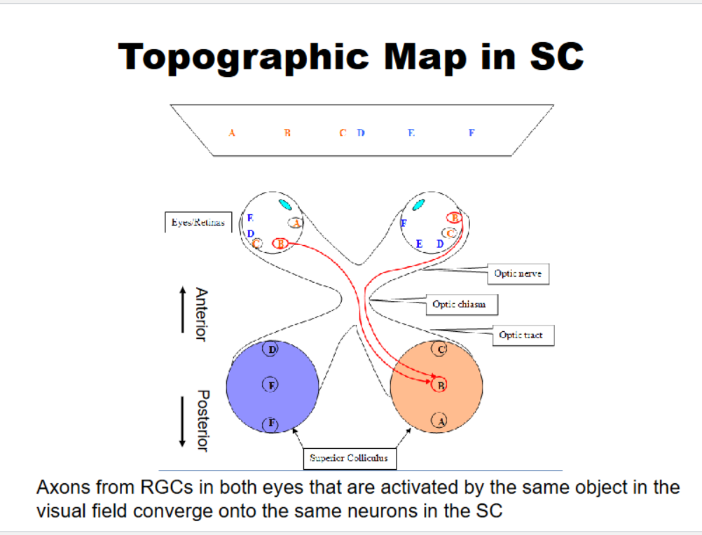<p>Topographic map in Superior Colliculus</p>