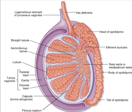 <p>What are <strong>seminiferous tubules?</strong></p>