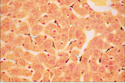<p>name of histologic slide:</p><p>Specie:</p><p>Stain used:</p>