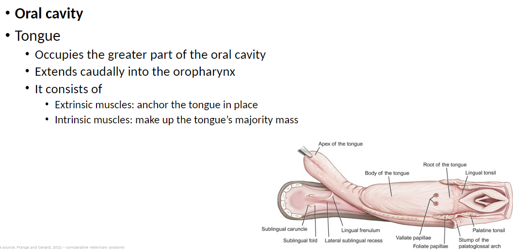<p><strong>Tongue</strong>: Occupies the greater part of the oral cavity<br> Extends caudally (toward the back of the mouth) into the oropharynx (the part of the throat behind the mouth that connects the oral cavity to the esophagus and larynx)</p><p><strong>Structure of the Tongue</strong>:<br> Extrinsic muscles: Anchor the tongue to surrounding structures like the jaw and hyoid bone, allowing movement<br> Intrinsic muscles: Make up most of the tongue’s mass and allow it to change shape, such as curling, flattening, or lengthening</p>