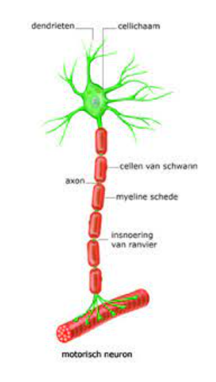 <p>Ze vervoeren <strong>impulsen vanuit het CZS naar de periferie</strong> (spieren en klieren)</p><p>Ze zorgen voor <strong>motorische output</strong> (somatische motorische neuronen) en voor de functie van de hartspier, glad spierweefsle, klieren en vetweesel (viscero-motorische neuronen)</p><p>En worden gekenmerkt door een <strong>lang axon.</strong></p><p>Motorische zenuwcellen hebben <strong>veel dendrieten,</strong> zodat impulsen vanuit verschillende delen van het zenuwstelsel hier samenkomen. Hierdoor is een <strong>goede coördinatie van spieractiviteit</strong> mogelijk.</p><p>Aan het <strong>uiteinde</strong> van het <strong>axon vertakt deze zich, zodat meerdere spiervezels door een motorisch neuron worden aangestuurd.&nbsp;</strong></p>
