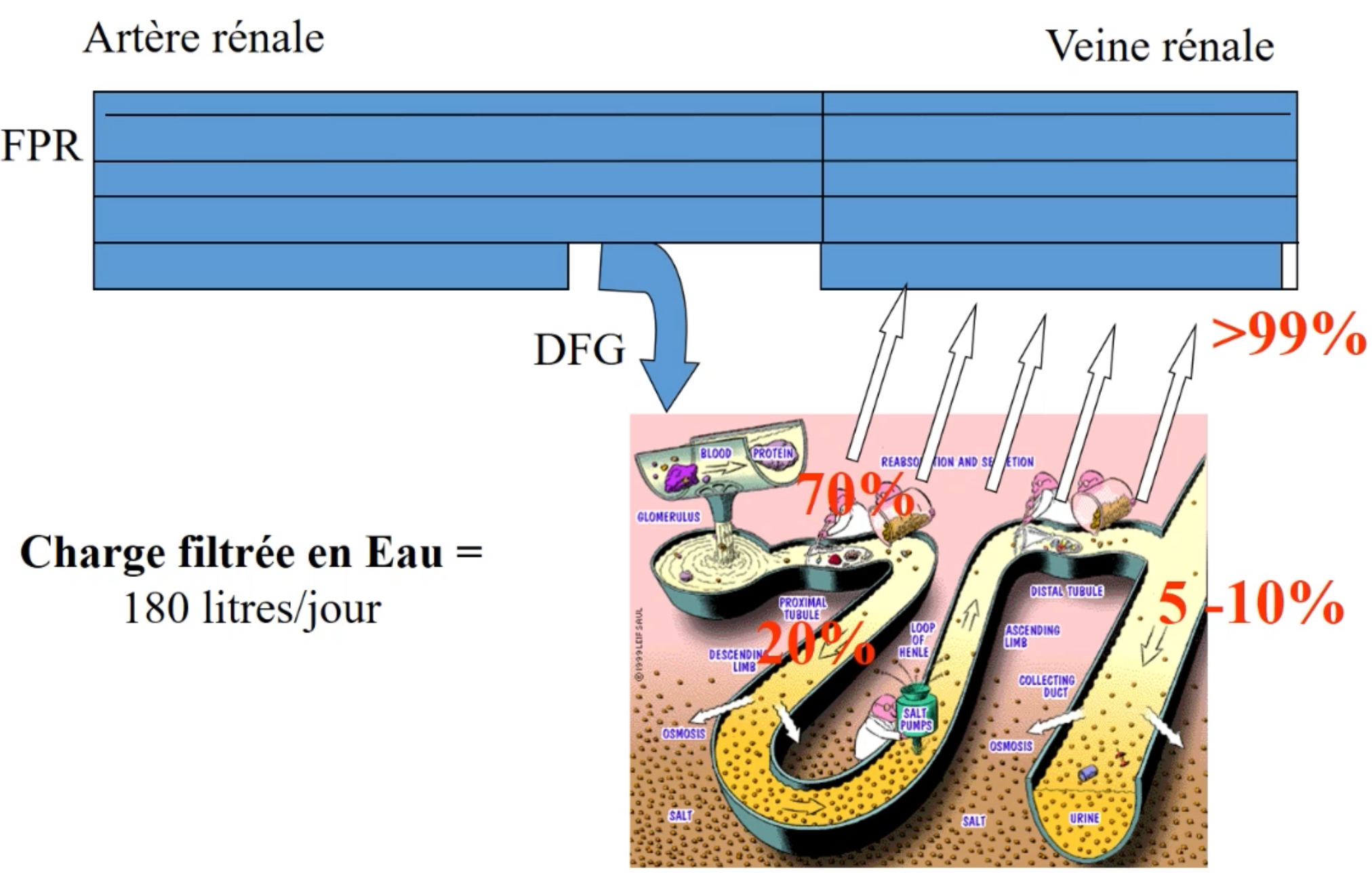 <ul><li><p>le reste de la charge filtrée sera réabsorbée le long du néphron </p><ul><li><p>70% de réabsorption dans le proximal </p></li><li><p>20% de réabsorption dans la branche fine descendante de Henlé et perméable à l’eau </p></li><li><p>5-10% réabsorbée dans la portion la plus distale du néphron (cellule principale) </p></li></ul></li></ul><p>Régulation fine de l’absorption se fait grâce à l’action de l’ADH </p>