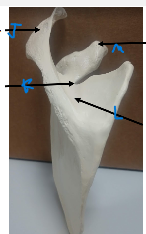 <p>What is L? on the scapula of the pectoral girdle</p>