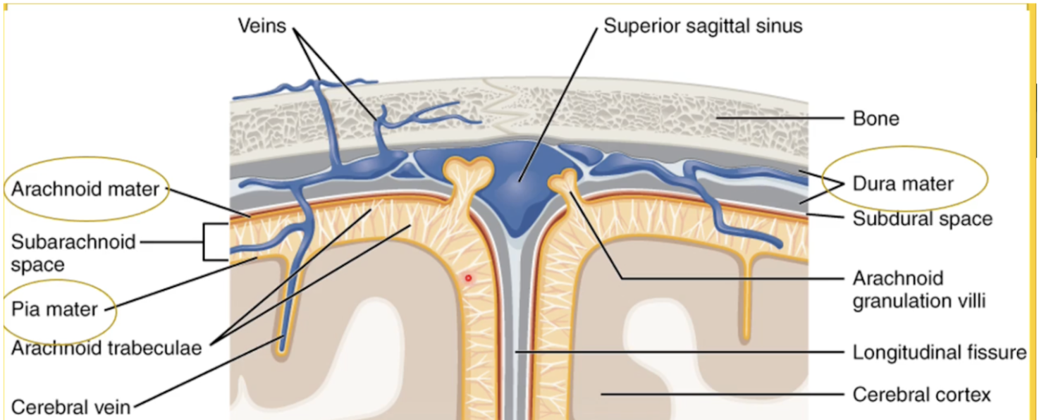 <p>Dura Mater,Arachnoid Mater, Pia Mater</p>