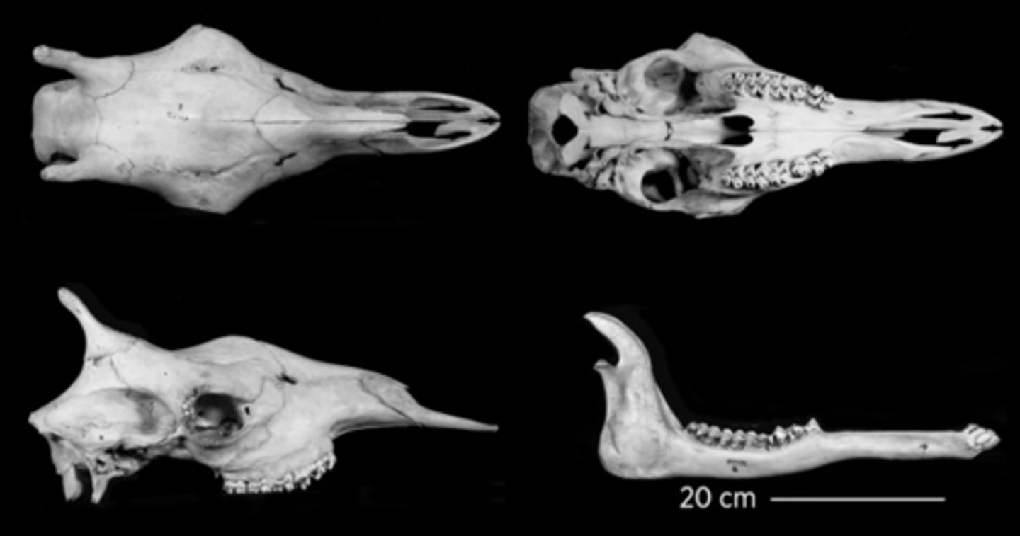 <p>What is the order and family?</p>