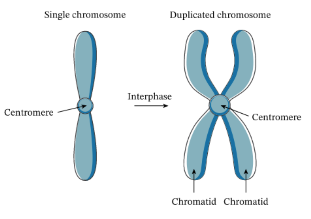 <p>centre of a chromosome, where spindle fibres attach</p>