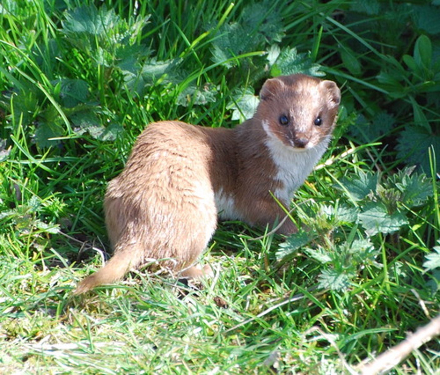 <p>common weasel, least weasel</p>