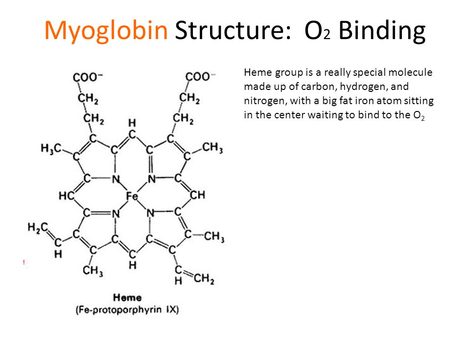 * protein found in muscle tissues that is responsible for storing and transporting oxygen. 
* It has a higher affinity for oxygen than hemoglobin, allowing it to efficiently bind and release oxygen in muscle cells. 
* plays a crucial role in providing oxygen to working muscles during exercise.