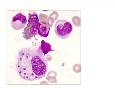 <p>dogs, cats, and humans&nbsp;</p>