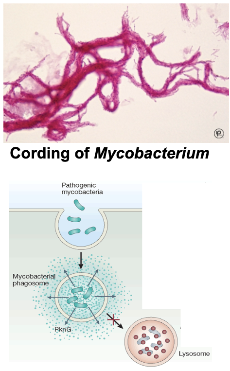 <p>cord factor: cell wall glycolipid, contributes to virulence, causes granulomatous lesions. survives intracellularly: protected from functional processes of phagocyte due to cell wall lipids. once inside phagocytes, MTB inhibits phagosome-lysosome fusion</p>